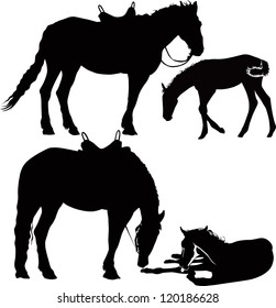 set horses animals isolated on white background