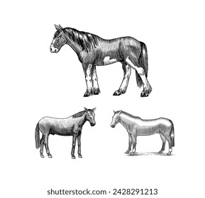  A Set Of Horses In Different Poses On A White Background. Hand drawn animal. Woodcut outline sketch. Vector engraved illustration for logo and tattoo or T-shirts.