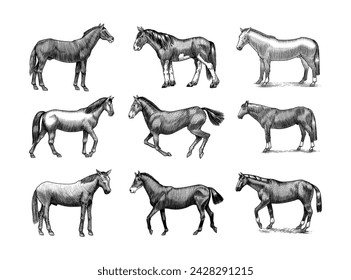 A Set Of Horses In Different Poses On A White Background. Hand drawn animal. Woodcut outline sketch. Vector engraved illustration for logo and tattoo or T-shirts.