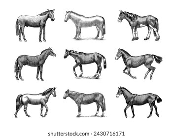 A Set Of Horses In Different Poses On A White Background. Hand drawn animal. Woodcut outline sketch. Vector engraved illustration for logo and tattoo or T-shirts.