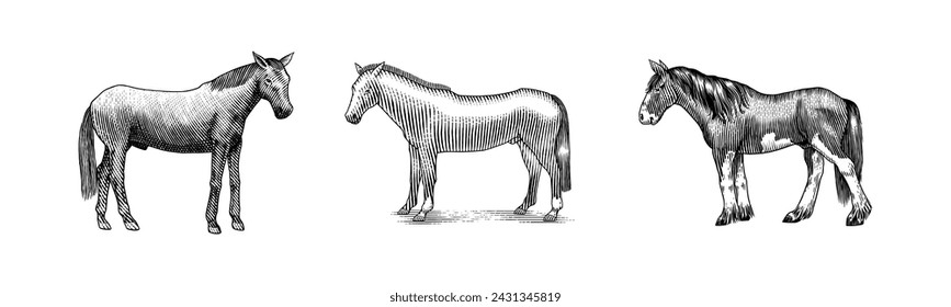 A Set Of Horses In Different Poses On A White Background. Hand drawn animal. Woodcut outline sketch. Vector engraved illustration for logo and tattoo or T-shirts.