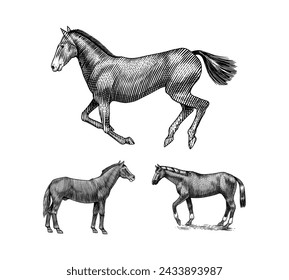  A Set Of Horses In Different Poses On A White Background. Hand drawn animal. Woodcut outline sketch. Vector engraved illustration for logo and tattoo or T-shirts.