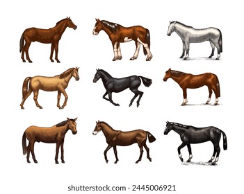 Un Conjunto De Caballos En Diferentes Poses Sobre Un Fondo Blanco. Animal dibujado a mano. Esbozo de contorno de grabado. Ilustración grabada en Vector para logo y tatuaje o camisetas.