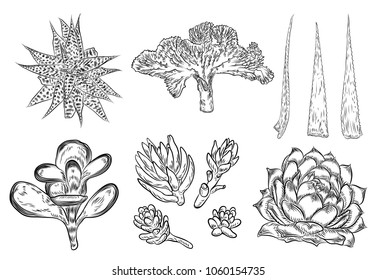 Set of house indoor plant. Set of hand drawn different cactuses in sketchy doodle style. Vector.