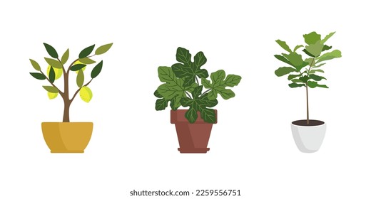 Set of house plant. Collection of Indoor plant Ficus, Lemon tree, Ficus Carica in flat style. vector illustration