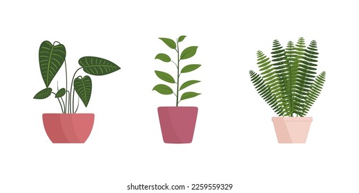 Set of house plant in flat style. Indoor plants collection. Tropical house plant in a pot with green leaves. Philodendron Gloriosum, Ficus elastica, Nephrolepis isolated on white background. vector 