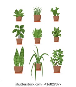 Set of house plant isolated vector flat  illustration. Colorful house plants in pot for your design.
