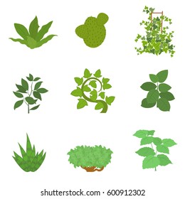 Set of house plant isolated. vector illustration.