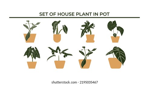 Set of house plant in pot