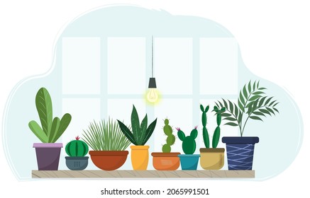 A set of house plant standing near the window, gouse planting concept, flat vector illustration