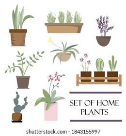 
set of house plants in doodle style. prints for the design of things. stickers with flowers in pots. home comfort. wildlife for the home.