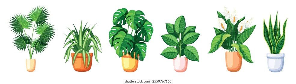 Set of house plants, flowerpots in a cartoon style. Vector illustration of different plants in pots: livistona vase,chlorophytum,monstera,ficus,white callas, sansevieria isolated on white background.
