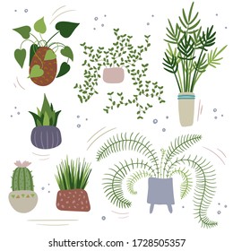 Set of house plants, hand drawn in doodle style with decorative elements. Howea, cactus, sansevieria, philodendron, fern, callisia, potted indoor plants.