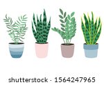 Set of house plants isolated on white background. Potted plants. Vector illustration in flat style. Home decoration. Growing plants.