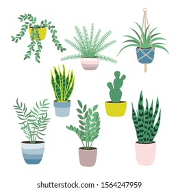 Set of house plants isolated on white background. Potted plants. Vector illustration in flat style. Home decoration. Growing plants.