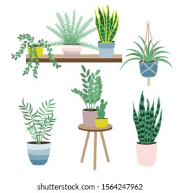 Set of house plants isolated on white background. Potted plants. Vector illustration in flat style. Home decoration. Growing plants.