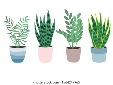 Set of house plants isolated on white background. Potted plants. Vector illustration in flat style. Home decoration. Growing plants.