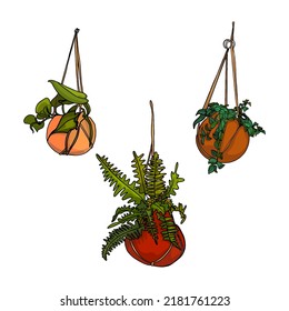 Set of house plants on hanging pots. Illustration of flowerpots as a blank for designers, logo, icon, home interior