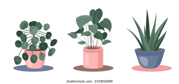 Set of the house plants in pots. Vector Aloe, Lucky Money Tree, Dieffenbachia,