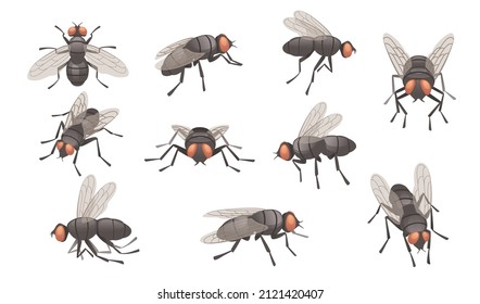 Conjunto de ilustraciones vectoriales de insectos de mosca doméstica sobre fondo blanco