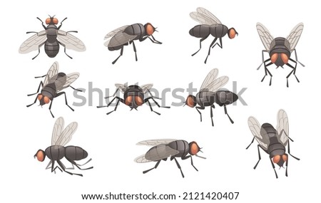 Set of housefly insect vector illustration on white background [[stock_photo]] © 