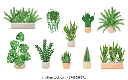 Set of houseplants - cactus, haworthia, zamioculcas, monstera, sansevieria, fern, succulent in a pots. Vector illustration isolated on white background. Trendy home decor with plants, urban jungle.