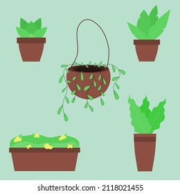 A set of houseplants. Different plants in pots. Tropical leaves, ferns, lianas, banana leaves. Vector illustration in flat cartoon style