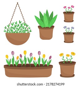 Set of houseplants in flower pots. Isolated vector illustration. Garden and home potted flowers and plants.