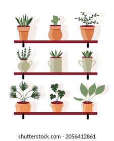 Set of houseplants. Front view vector illustration. Flowers in decorative pots. Plants on shelves. Garden flower pot. Green interior at home