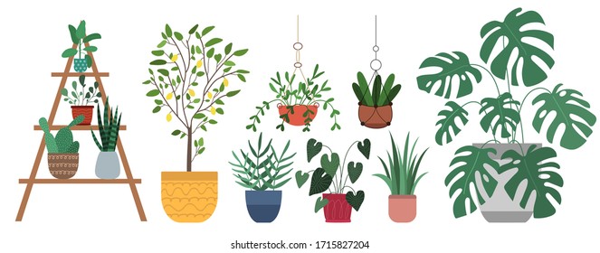 Set of houseplants - monstera, lemon tree, cactus, ficus, dracaena, aglaonema, sansevieria. Collection of indoor plants in pots. Home decor. Vector flat illustration. Isolated on white background

