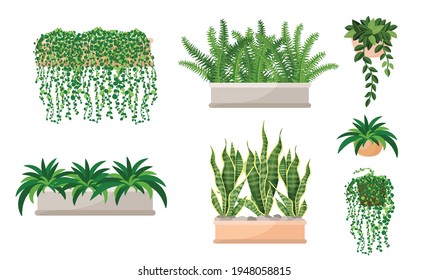 Set Of Houseplants - Nephrolepis, Fern, Succulent, Sansevieria, Chlorophytum, Hanging Plant. Vector Illustration Isolated On White Background. Trendy Home Decor And Indoors With Plants, Urban Jungle.