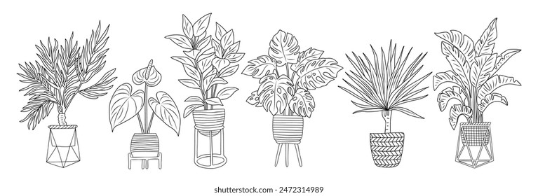 Conjunto de dibujos esquemáticos de Houseplant. Dracaena, monstera, strelitzia, yucca para el hogar, Planes interiores, diseño. Ilustraciones vectoriales aisladas sobre fondo blanco.