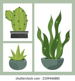 establecer plantas de hogar en la decoración de ollas