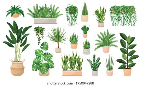 Set of houseplants in a pots for home, office, premises decor. Colorful vector collection of illustrations isolated on white background. Trendy home decor with plants, urban jungle.  