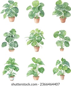 Conjunto de plantas en macetas aisladas de fondo blanco. Ilustración de acuarela.