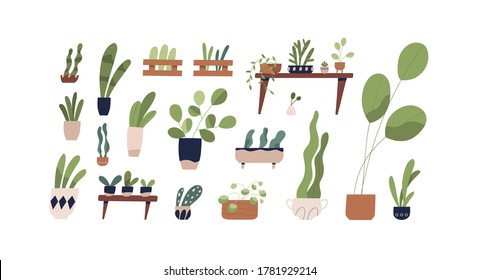 Conjunto de plantas domésticas en macetas vectoriales de ilustración plana. Colección de varias plantas de cerámica en recipientes de cerámica o caja de madera aislada en blanco. Verdor colorido con hojas para el cultivo de la casa