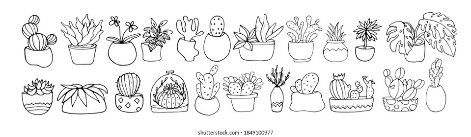 Set with houseplants. Vector isolated illustration with houseplants. Potted flower.  Doodle style.  Printing on paper, fabrics, dishes.Cacti, Monstera in pots.  Flower.