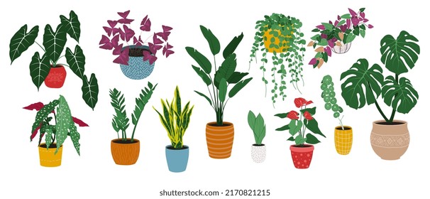 Set of housplants flat vector illustration.