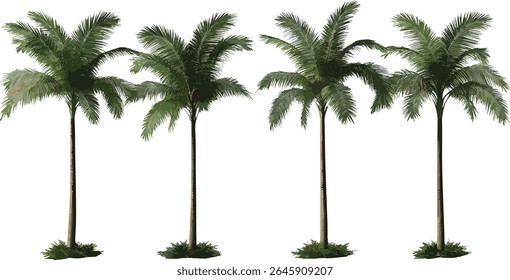 Set of Howea forsteriana, Kentia palm, palm court, thatch tree isolated, tropical plant, indoor palm, vector illustration, exotic foliage, greenery decor, botanical.