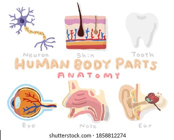 Set of Human anatomy; Hand drawn vector illustration like woodblock print