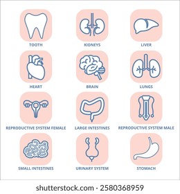 set of human anatomy icons vector 