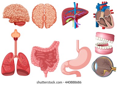 Set of human anatomy illustration