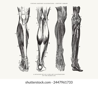 Conjunto de Ilustraciones de anatomía humana - Dibujos de la pierna que muestran los músculos, huesos, arterias y venas