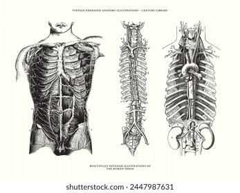 Set of Human Anatomy Illustrations - The Torso, Spine and Ribs