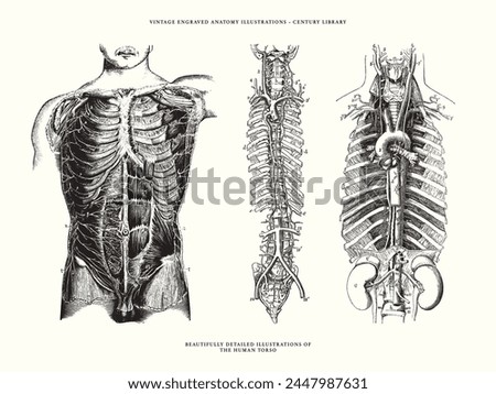 Set of Human Anatomy Illustrations - The Torso, Spine and Ribs