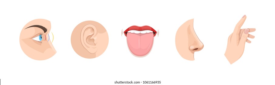 Set of human anatomy organs, biology, body structure. Human organs. Smell of nose, eye sight, ears, touch of skin, body, taste of tongue. Perception of environment, sensations. Vector illustration.