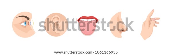 Set of human anatomy organs, biology, body\
structure. Human organs. Smell of nose, eye sight, ears, touch of\
skin, body, taste of tongue. Perception of environment, sensations.\
Vector illustration.