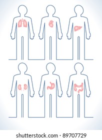Set of human anatomy parts: liver, heart,  kidney, lung, stomach and esophagus