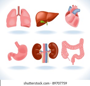 Set of human anatomy parts: liver, heart,  kidney, lung, stomach and esophagus