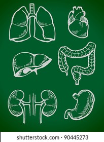 Set of human anatomy parts: liver, heart,  kidney, lung, stomach and esophagus